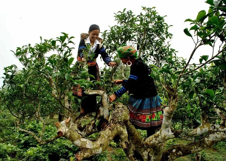 ẩm thực sapa